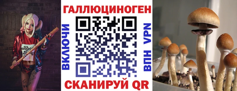 mega зеркало  Новошахтинск  Псилоцибиновые грибы Cubensis 